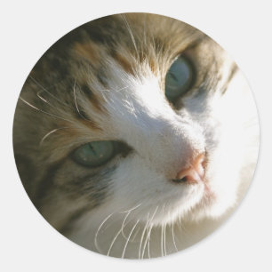 Calico Tiger Cat Classic Round Sticker