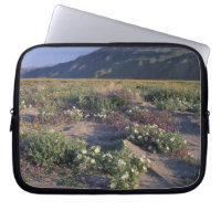 Califorinia, Anza-Borrego Desert SP, Sand