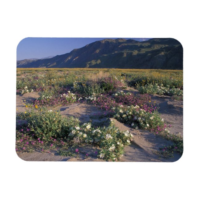 Califorinia, Anza-Borrego Desert SP, Sand Magnet (Horizontal)