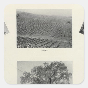 California 4 square sticker