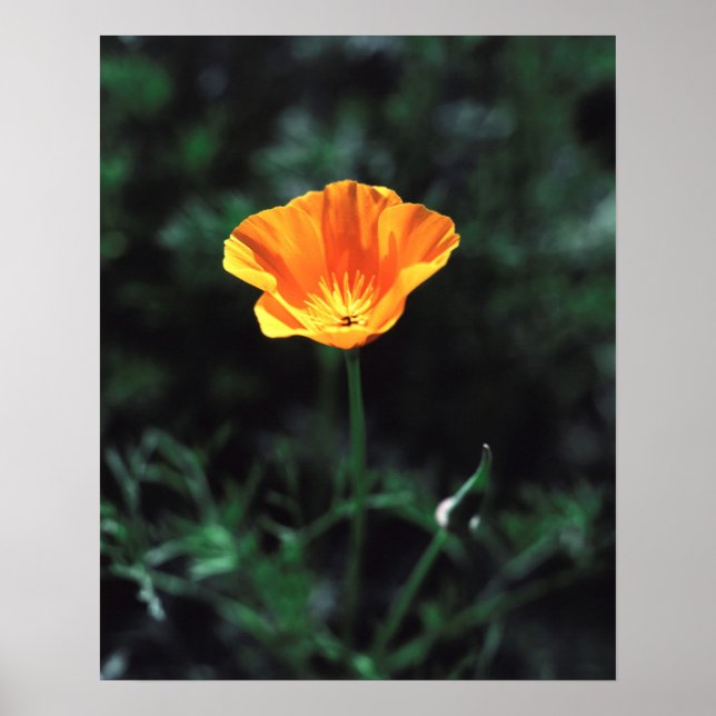 California, A California Poppy Wildflower Poster (Front)