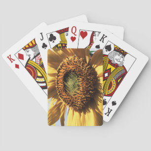 California, A Mammoth Sunflower (Helianthus) 1 Playing Cards