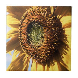 California, A Mammoth Sunflower (Helianthus) 1 Tile
