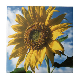 California, A Mammoth Sunflower (Helianthus) 2 Ceramic Tile