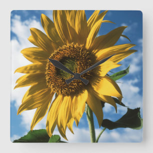 California, A Mammoth Sunflower (Helianthus) 2 Square Wall Clock