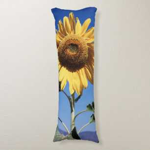 California, A Mammoth Sunflower (Helianthus) 3 Body Cushion