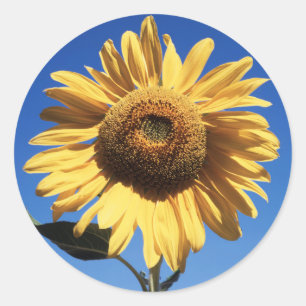California, A Mammoth Sunflower (Helianthus) 3 Classic Round Sticker