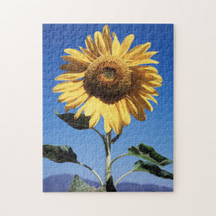 California, A Mammoth Sunflower (Helianthus) 3 Jigsaw Puzzle