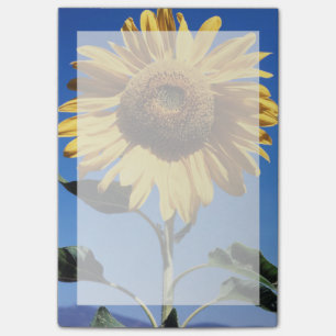 California, A Mammoth Sunflower (Helianthus) 3 Post-it Notes
