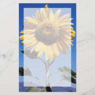 California, A Mammoth Sunflower (Helianthus) 3 Stationery