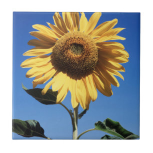 California, A Mammoth Sunflower (Helianthus) 3 Tile