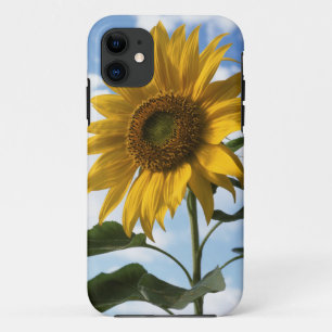 California, A Mammoth Sunflower (Helianthus) 4 iPhone 11 Case