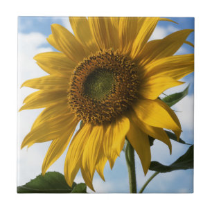 California, A Mammoth Sunflower (Helianthus) 4 Ceramic Tile
