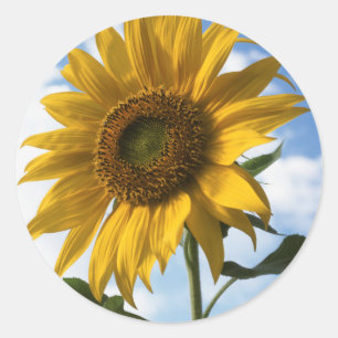 California, A Mammoth Sunflower (Helianthus) 4 Classic Round Sticker