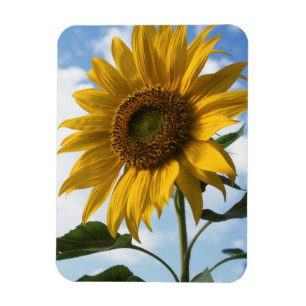California, A Mammoth Sunflower (Helianthus) 4 Magnet