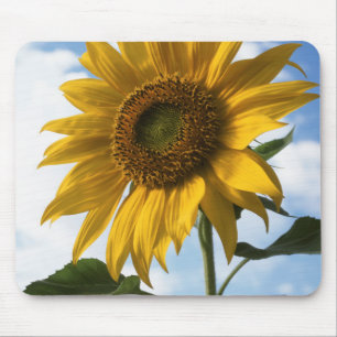 California, A Mammoth Sunflower (Helianthus) 4 Mouse Pad