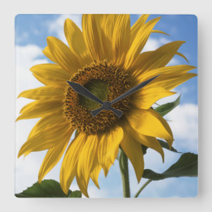 California, A Mammoth Sunflower (Helianthus) 4 Square Wall Clock