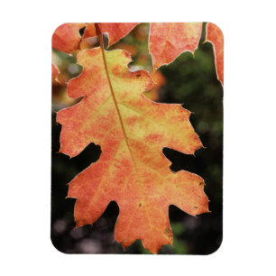 California, An autumn coloured Oak leaf Magnet