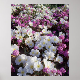 California, Anza Borrego Desert State Park, Dune 2 Poster