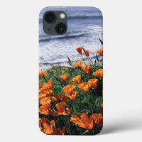 California, Big Sur Coast, California Poppy
