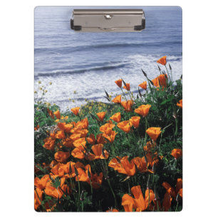 California, Big Sur Coast, California Poppy Clipboard