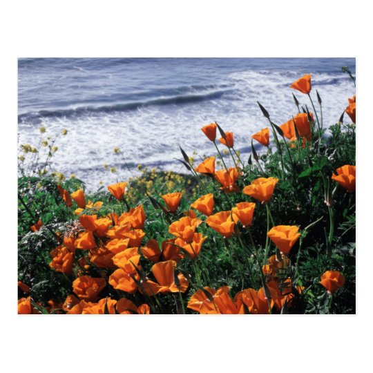 California, Big Sur Coast, California Poppy Postcard