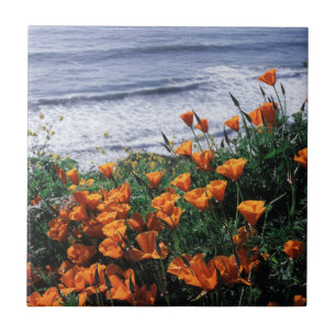 California, Big Sur Coast, California Poppy Tile