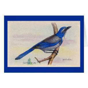 California Blue Jay Bird Thank You Card
