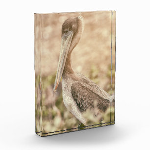 California Brown Pelican Photo Block