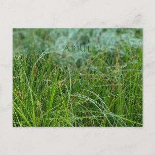 CALIFORNIA COLOR CELEBRATION: APRIL POSTCARD