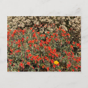CALIFORNIA COLOR CELEBRATION: AUGUST POSTCARD