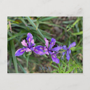 CALIFORNIA COLOR CELEBRATION: MAY POSTCARD