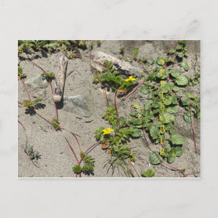 CALIFORNIA COLOR CELEBRATION: September Postcard