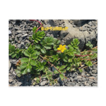 CALIFORNIA COLOR CELEBRATION: SEPTEMBER POSTCARD