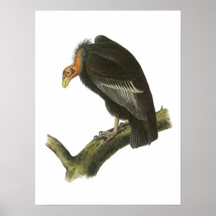 California Condor by Audubon Poster
