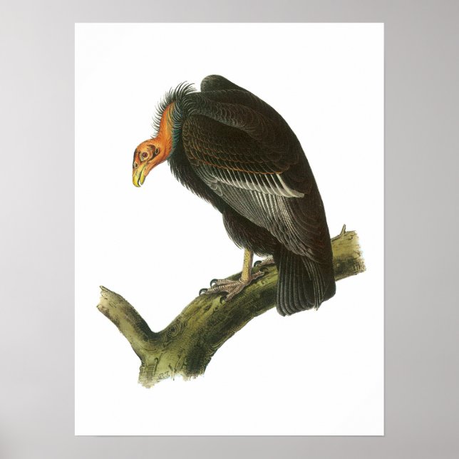 California Condor by Audubon Poster (Front)