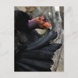 California Condor Carefully Preens Black Feathers Postcard