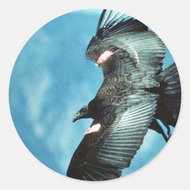 California condor classic round sticker (Front)