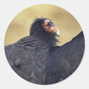 California condor classic round sticker
