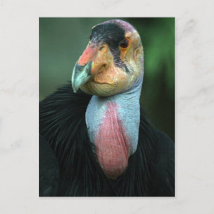 California Condor Postcard