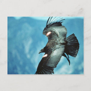 California condor postcard