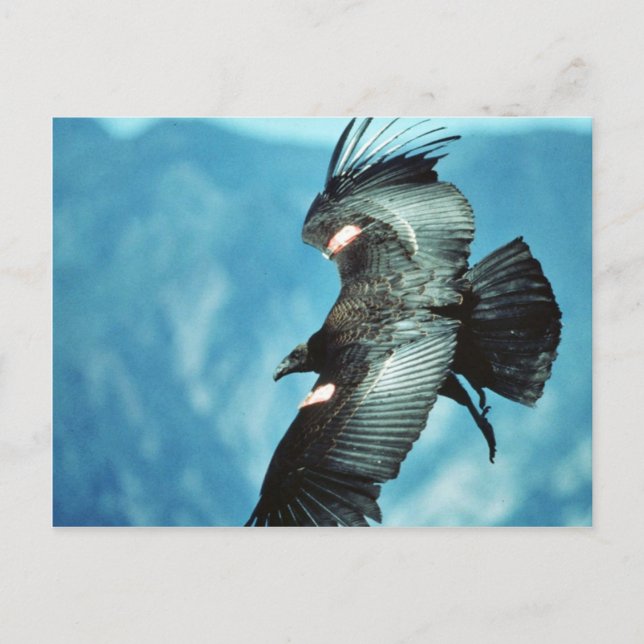 California condor postcard (Front)