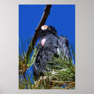 California Condor Poster