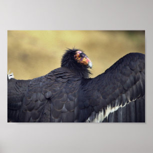 California condor poster