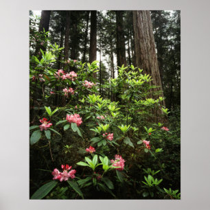 California, Del Norte Coast Redwoods State Park Poster