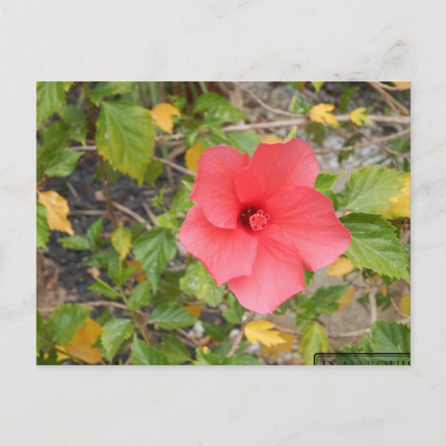 CALIFORNIA DESERT FLOWER #1 POSTCARD (Front)