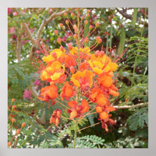 CALIFORNIA DESERT FLOWER #1 POSTER