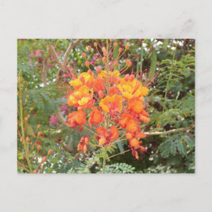 CALIFORNIA DESERT FLOWER #2 POSTCARD