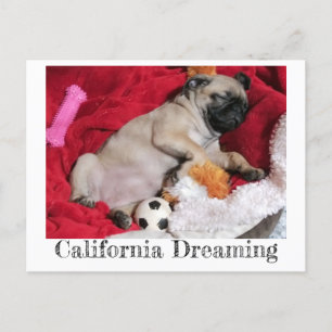 California Dreaming Peanut the Pug Postcard