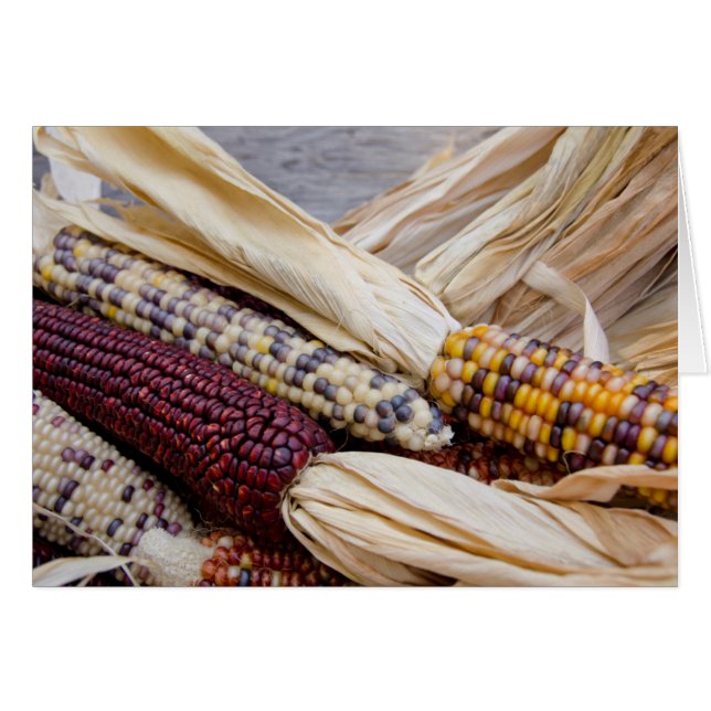 California. Fall Harvest Colourful Indian Corn (Front Horizontal)